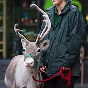Animal Encounter - Reindeer - ZSL London Zoo