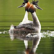 Great Crested Grebe - Brockholes: The UK’s First Floating Venue