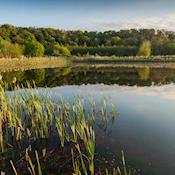 Reedbed - Brockholes: The UK’s First Floating Venue